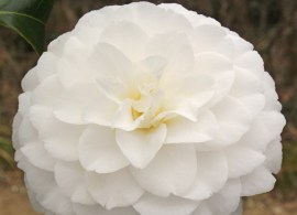mary-alice-cox (1)